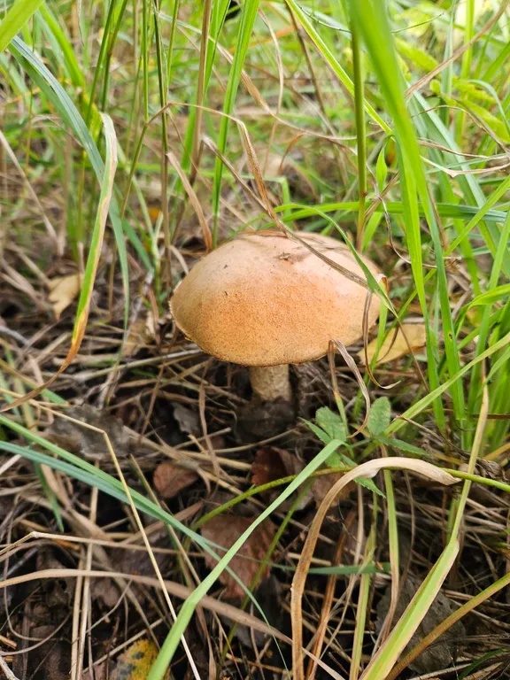 Красивые панорамные домики около леса