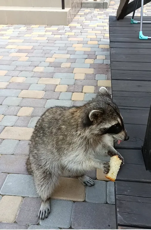 Коттедж Дом у моря посуточно с  бассейном Пляхо — Пляхо