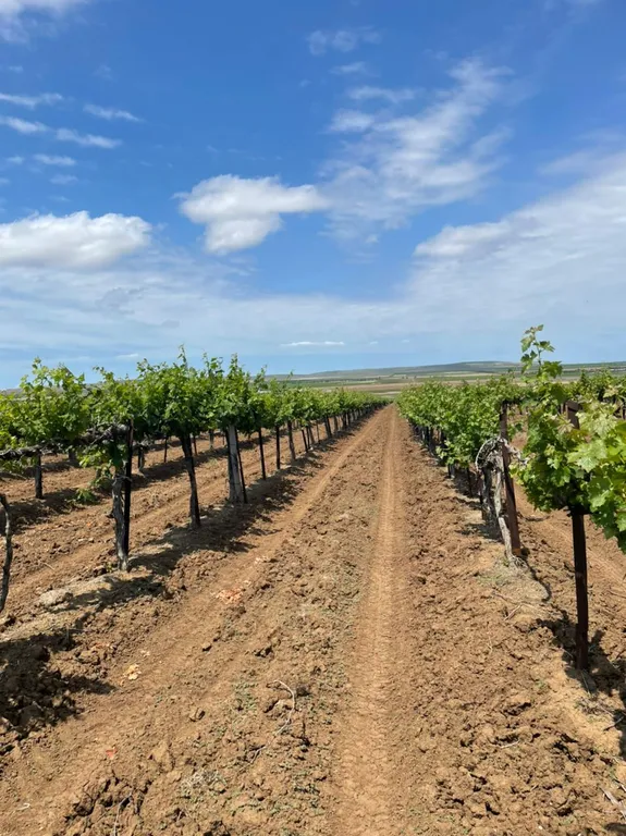 Апартаменты с видом на море Негрустинка