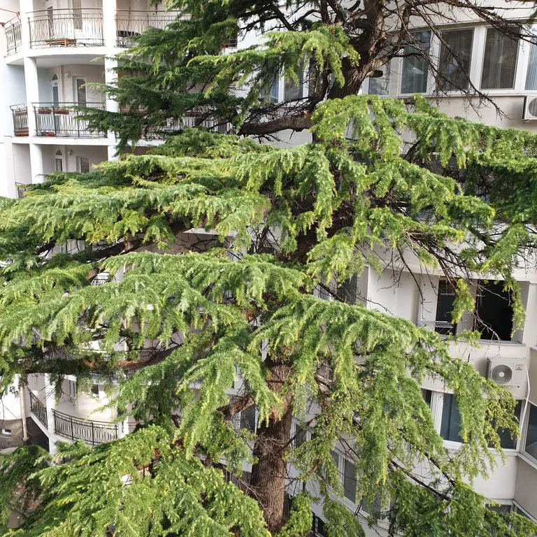 Трёхкомнатная квартира с 3 спальнями