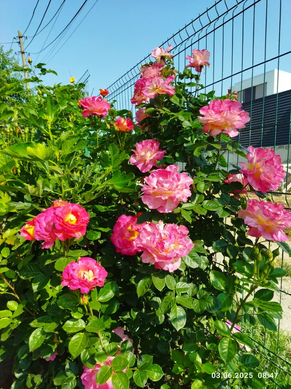 Ракушка Казантипа