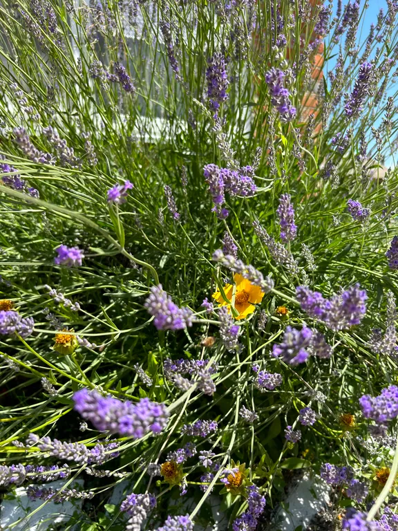 Должанский дворик