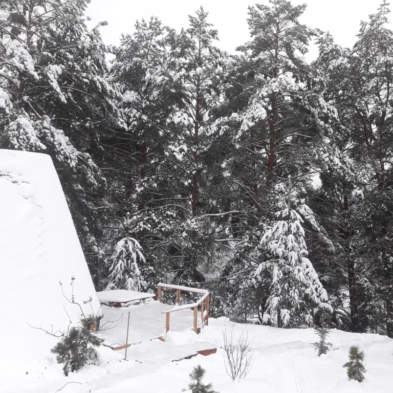 Уютный дом с баней и купелью в сосновом бору