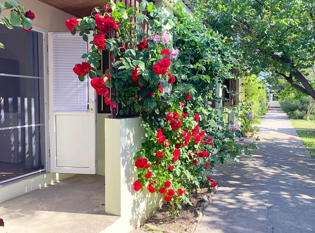 бунгало с террасой (TRPL) 1