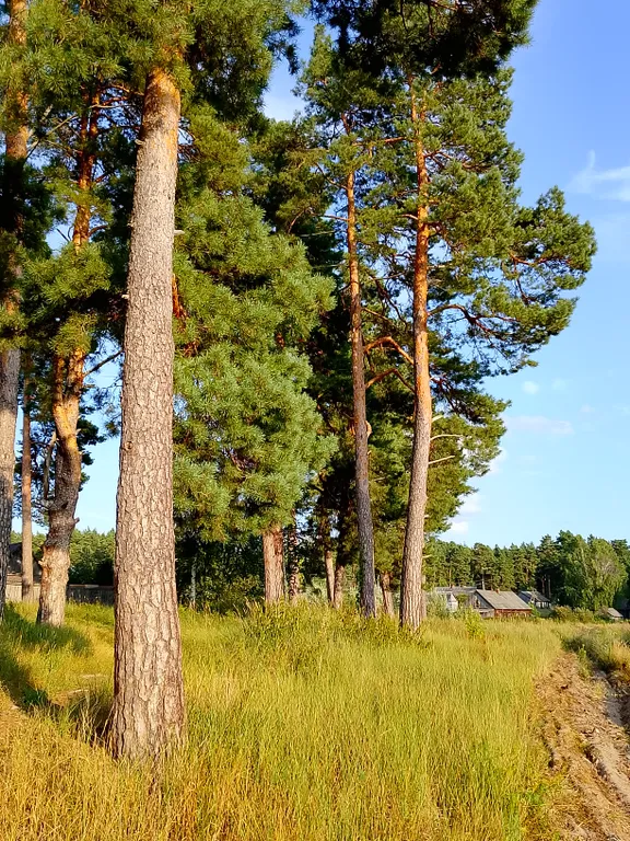 Лесной домик за рекой