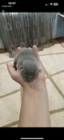 Марият Магомедова
