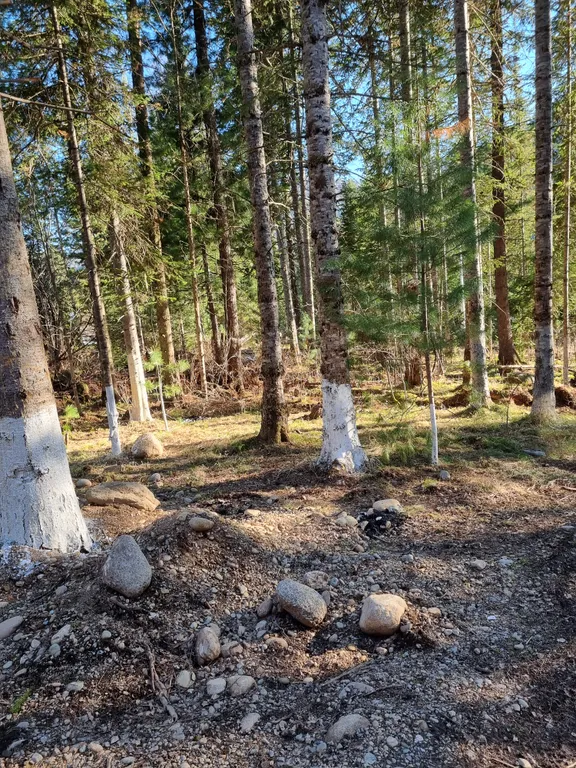 Дом на Алтае