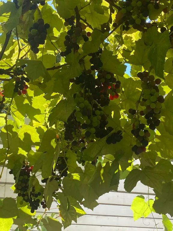 Коттедж Домик в центре, рядом с набережной — Сочи