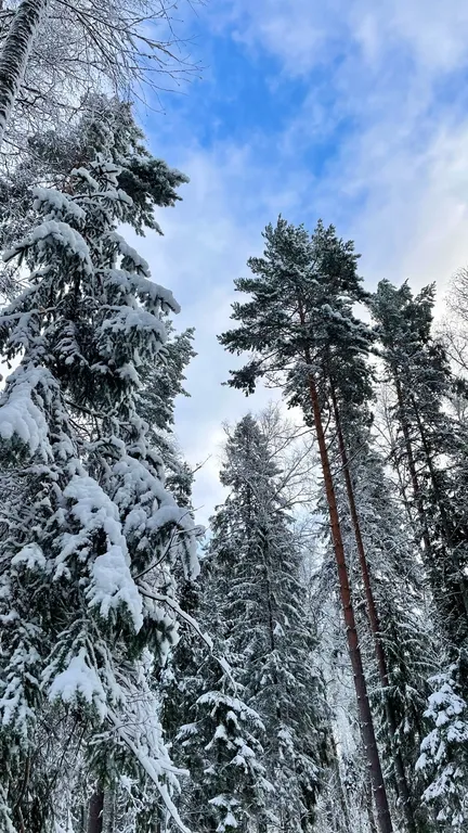 Коттедж Домик в лесу у озера для семейного отдыха — Турбаза Чайка
