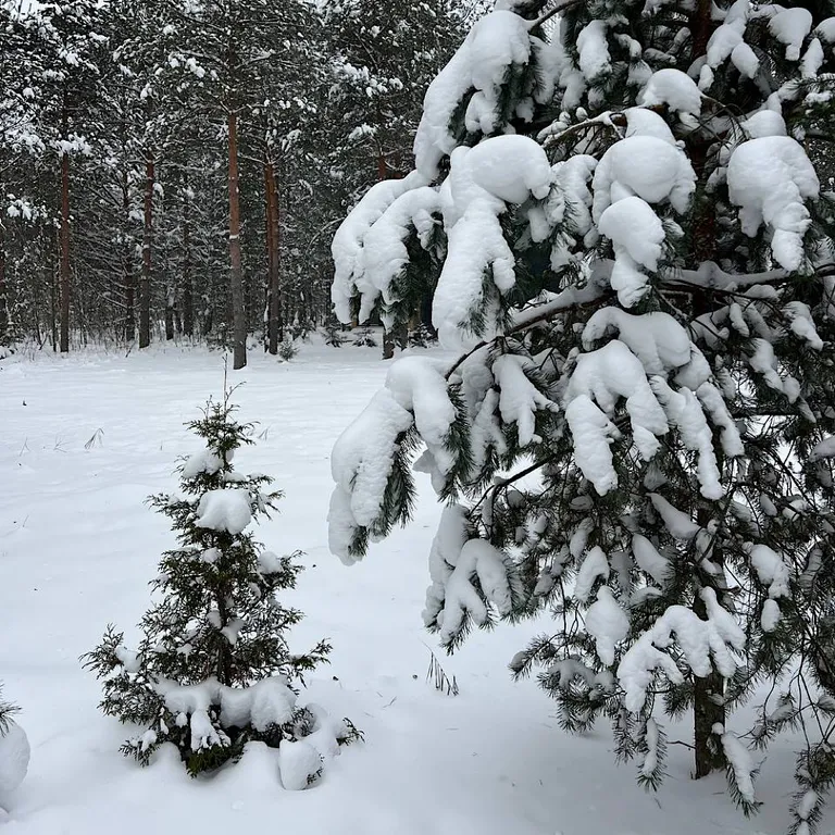 Домик в Соснах с сауной и банным чаном (Lato-80)