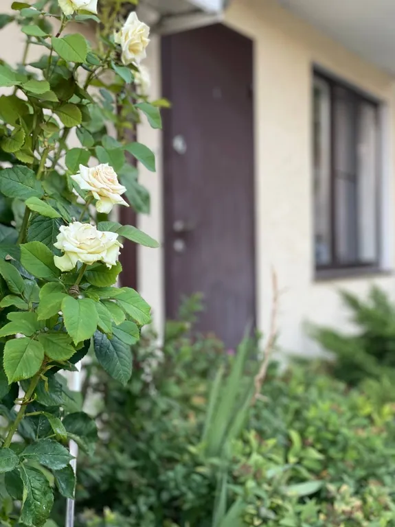 Уютные апартаменты с зелёным двориком