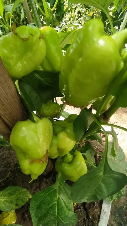 Дом под солнцем