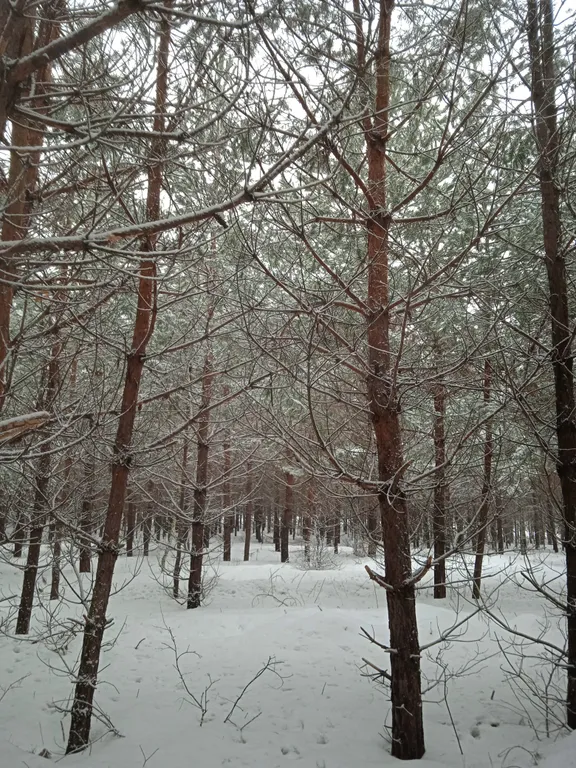 Большой дом с душой у соснового леса