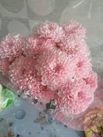 Вероника Яшуткина