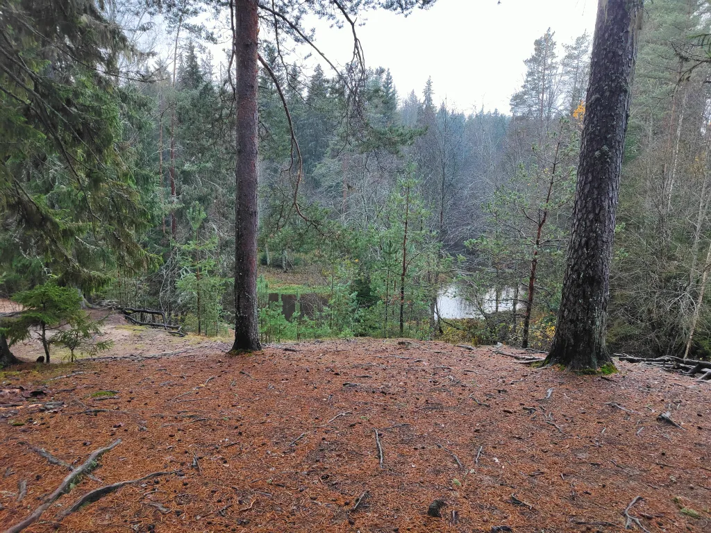 Студия в лесу