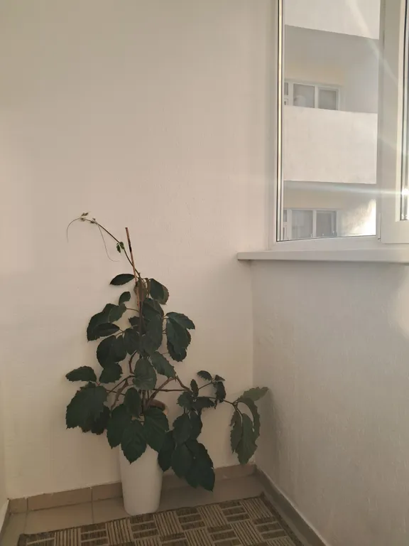 Квартира Уютная комфортабельная 3-комнатная квартира — Адлер