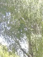Ольга