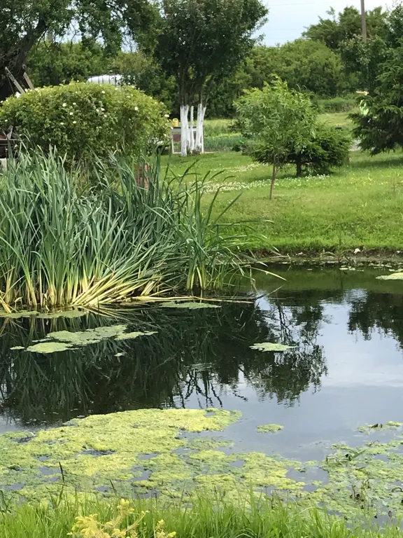 Коттедж Коттедж Лайтхаус Кот Маркиз 1Б — Зеленоградск