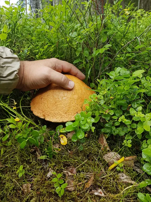 Коттедж Дом с камином, баней-сауной на дровах и купелью — Светлое