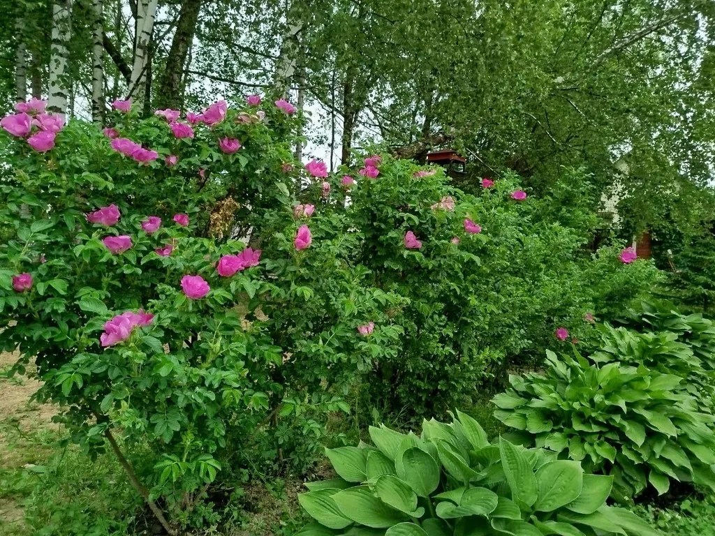 5-комнатный Дом