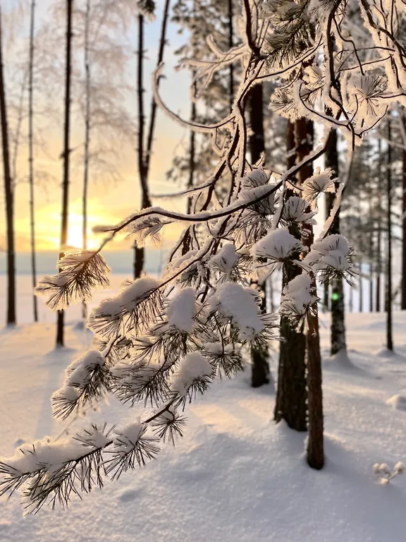 Коттедж Домик в лесу у озера для семейного отдыха — Турбаза Чайка