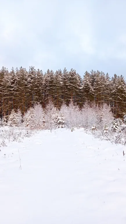 Уютный домик в сосновом лесу