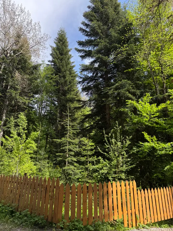 Коттедж в лесу, 12 спальных мест (весь дом)