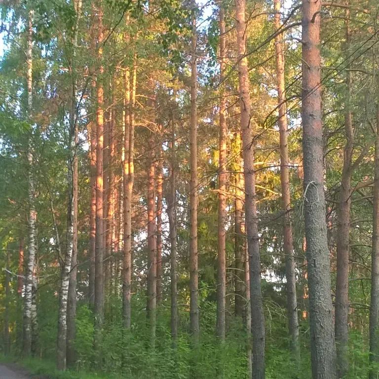 Дом на берегу озера без соседей