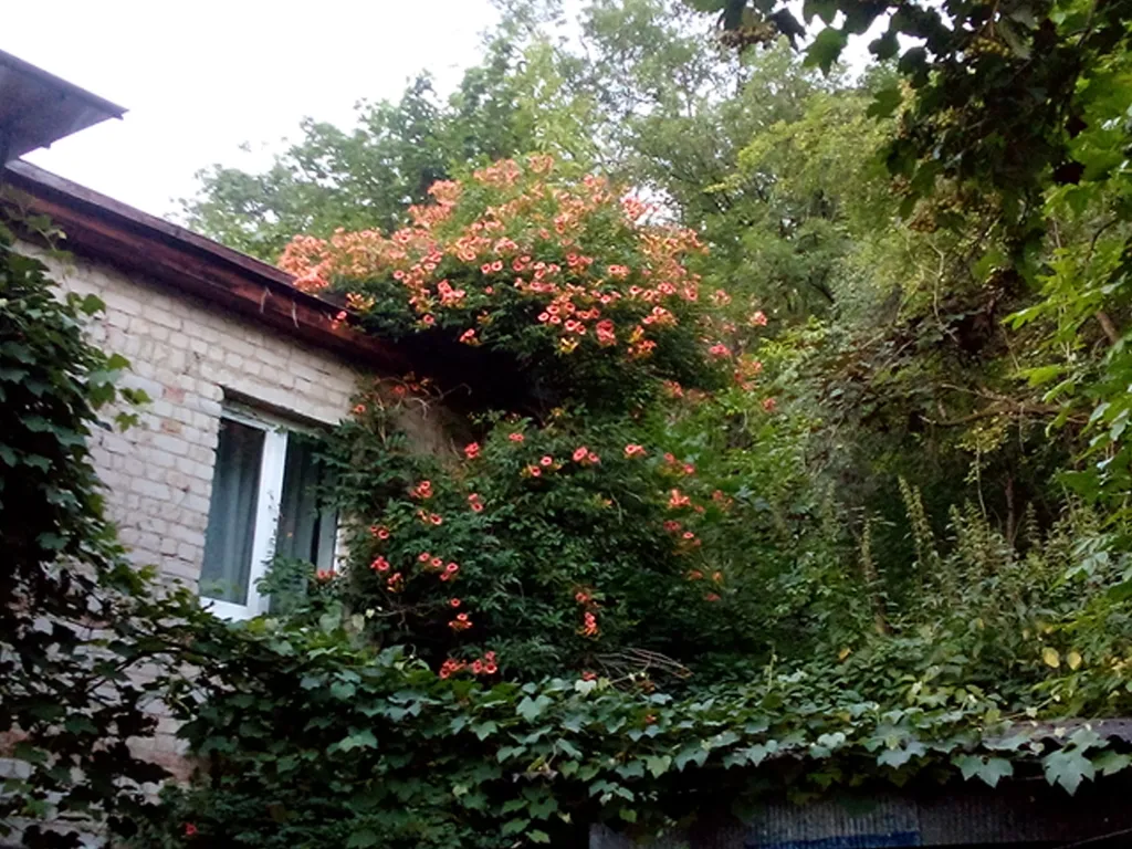 Комната в доме у входа в парк