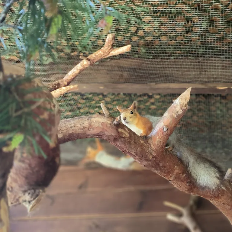 Дом на берегу озера с панорамным видом на лес