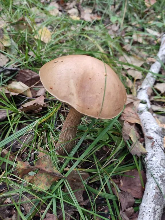 Апартаменты в соснах