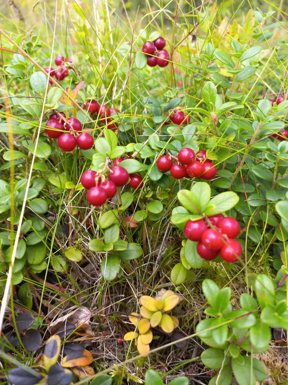 Дом с баней на Сямозере с огороженной территорией