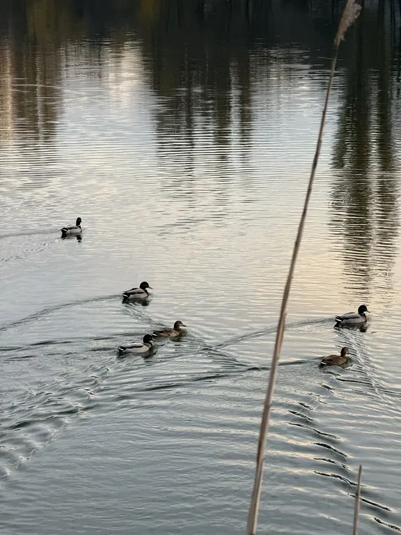 Квартира Двухкомнатная квартира у озера в центре Краснодара — Краснодар