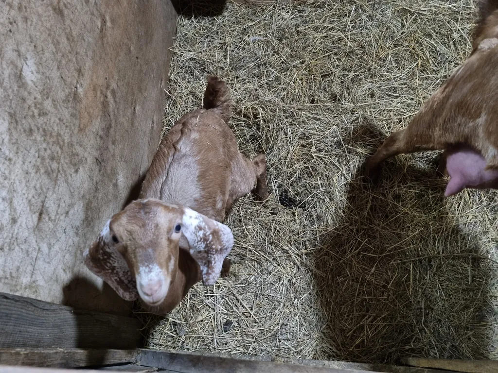 Коттедж Домик в деревне — Соколова