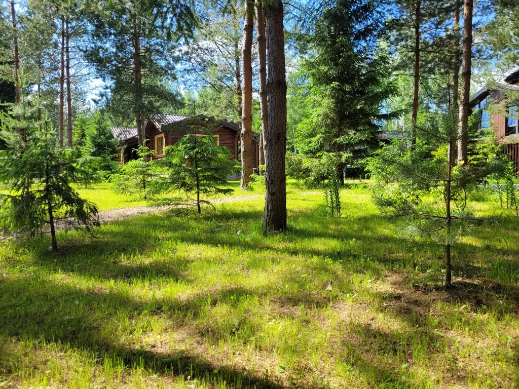 Дом в сосновом лесу