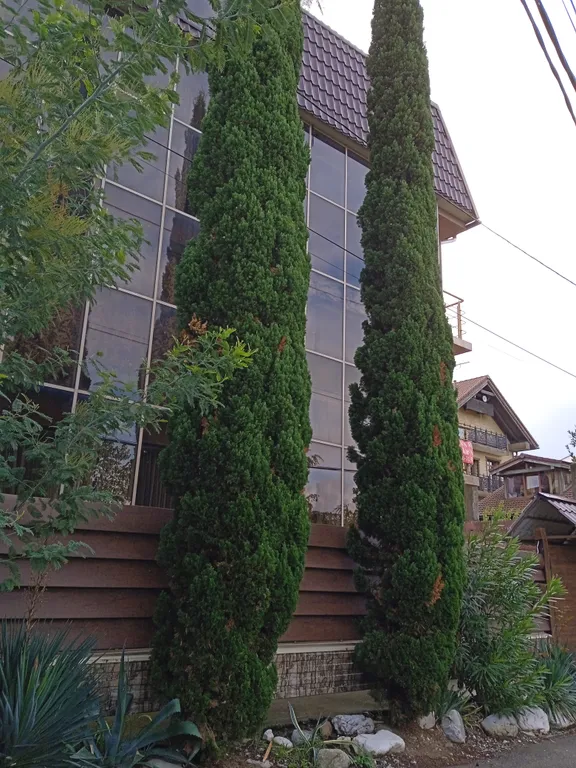 Сириус уют студия, Олимппарк, Имеретинка