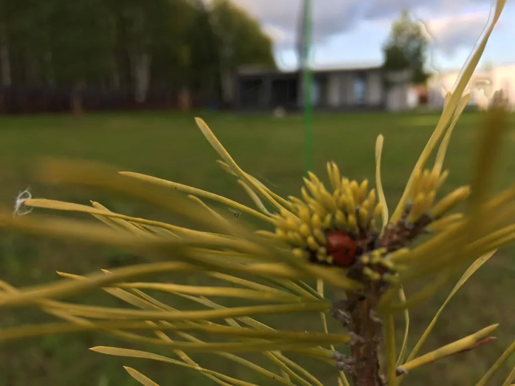 ЭкоZone аренда коттеджей в лоне дикой природы