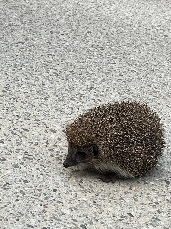 2-комнатная квартира рядом с Олимпом