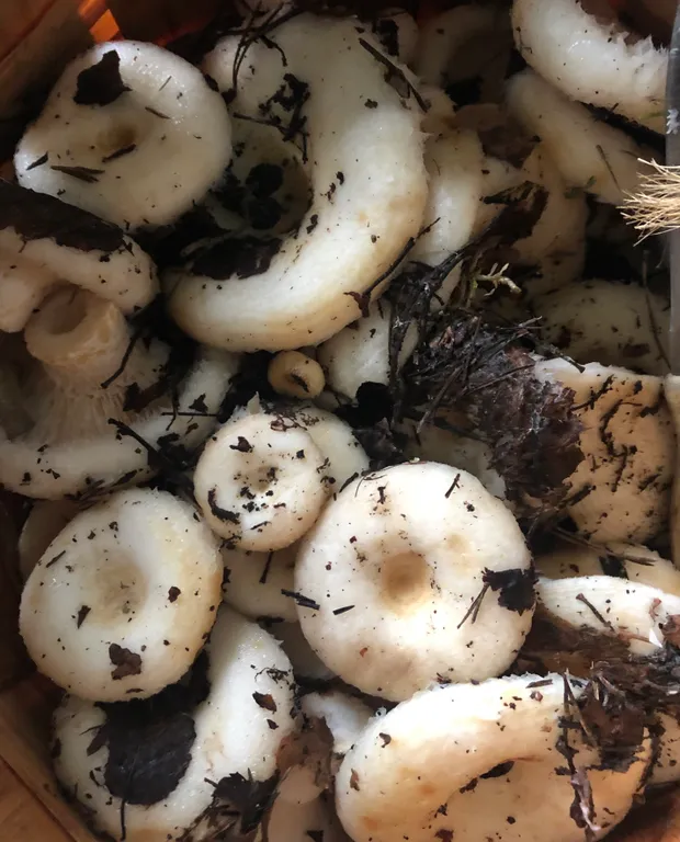 Маленький дом увитый виноградом