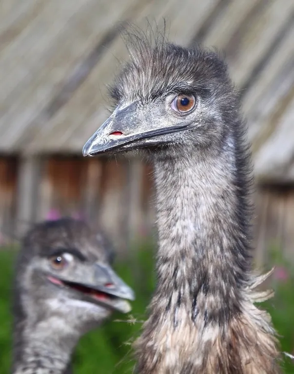 Гостевой дом Северянка