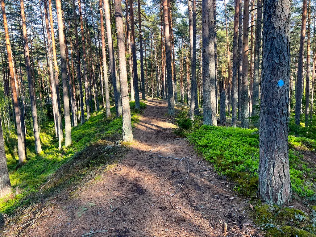 Коттедж Коттедж Уединённый лесной комплекс Финский Лес у моря — Приморск