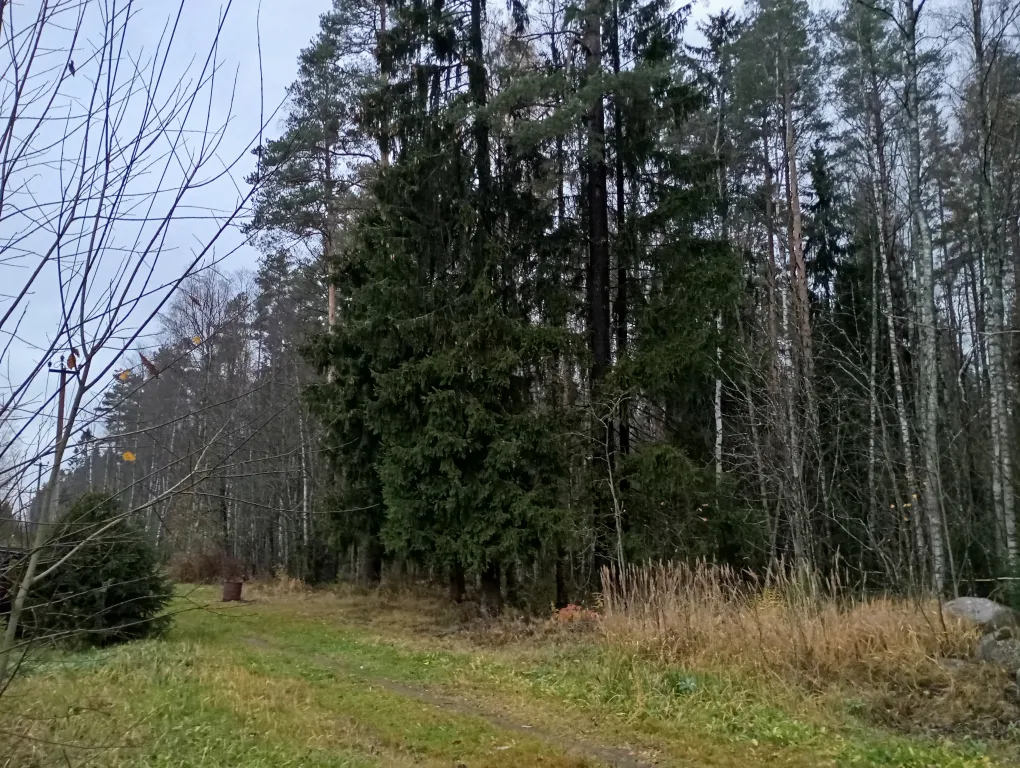 Уютный коттедж с баней у леса