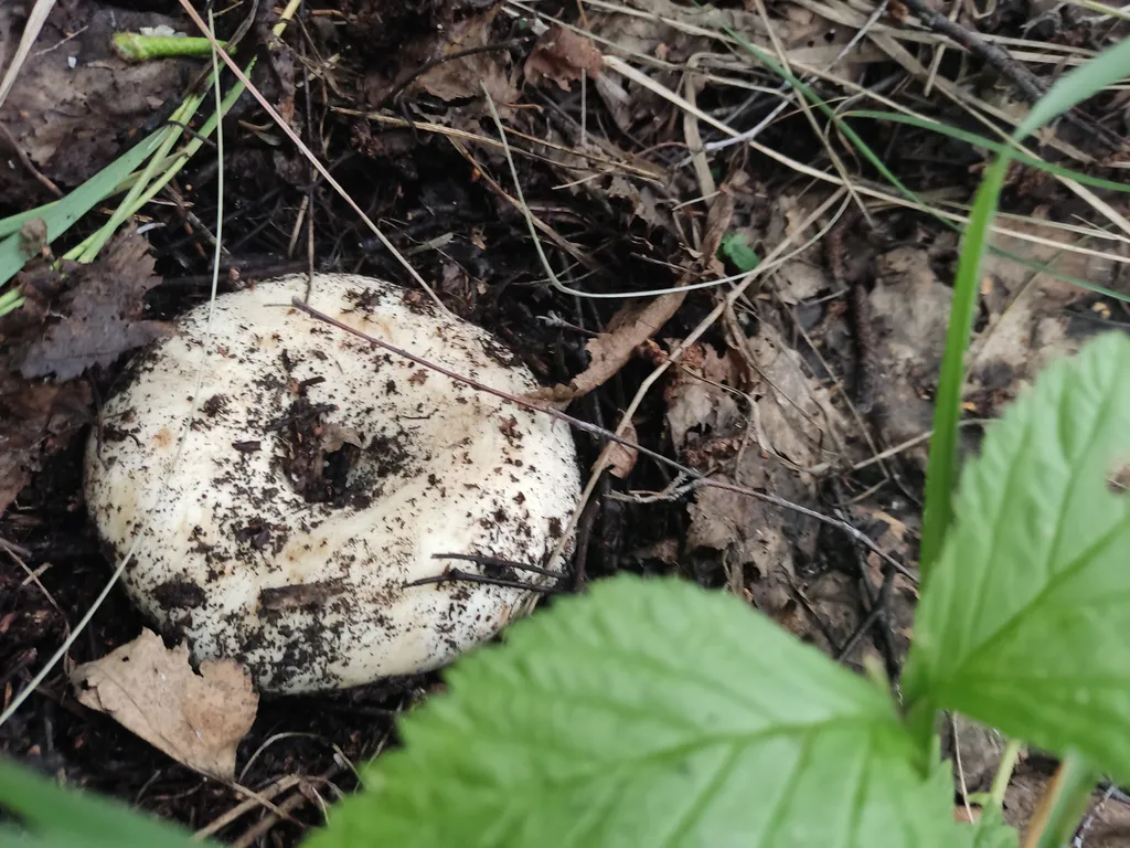 Апартаменты в соснах