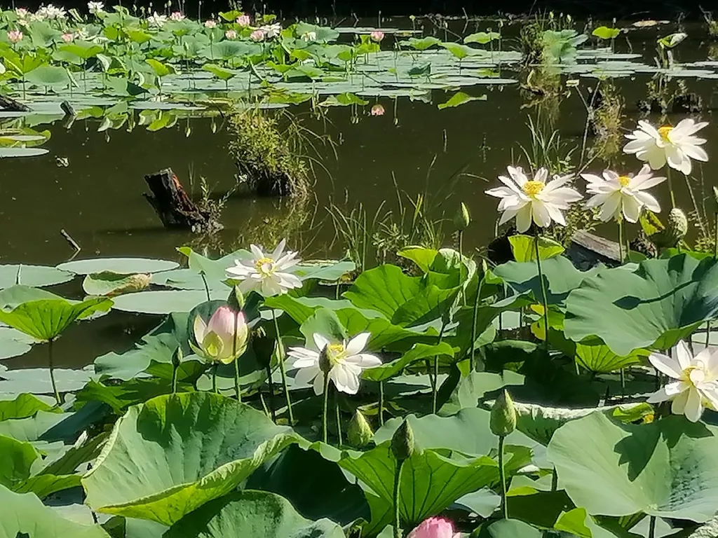 4-комнатный Дом