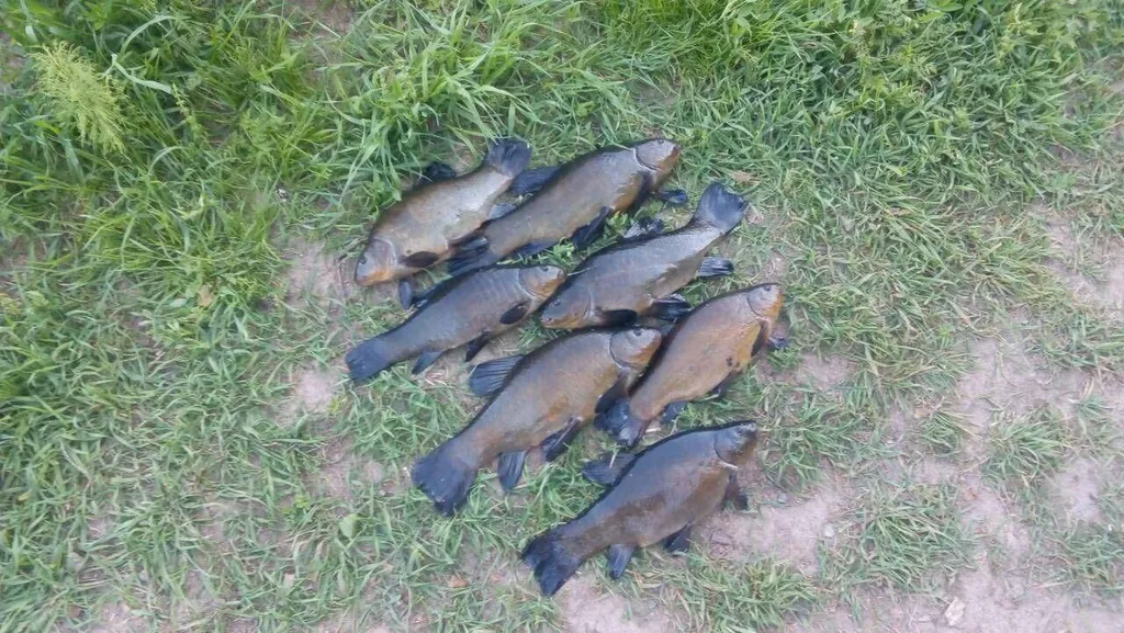 Коттедж Коттеджи у озера — Луга