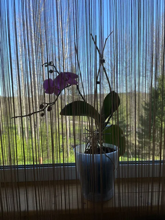 Дом в лесу среди сосен