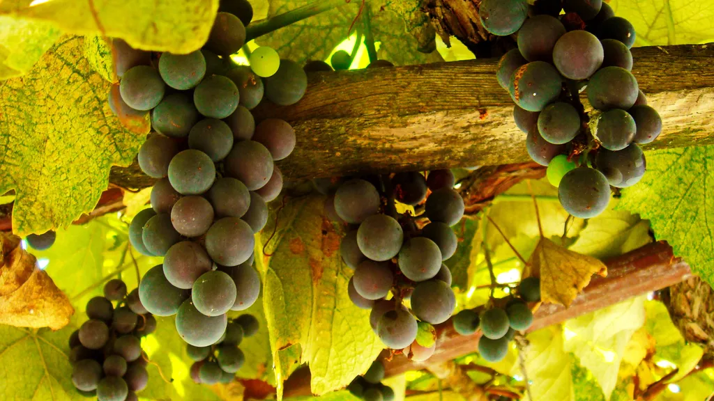 Коттедж 3-х комнатный дом в центре — Феодосия