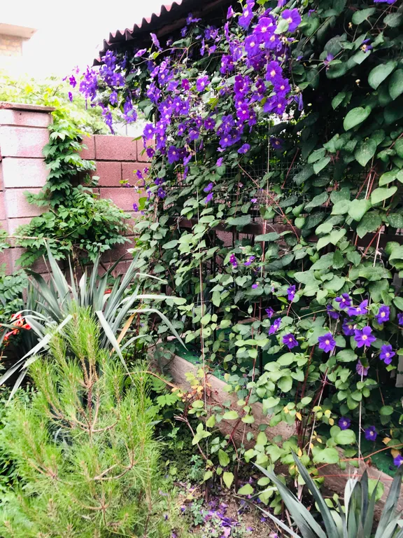 Коттедж Дом с беседкой — Судак