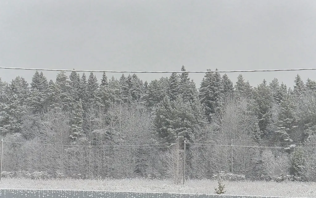 Дом на берегу леса