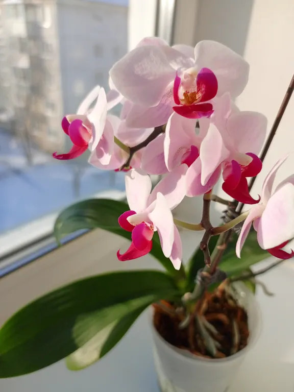 Крупногабаритная квартира